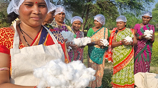 Cotton Farming & Regenerative Agriculture